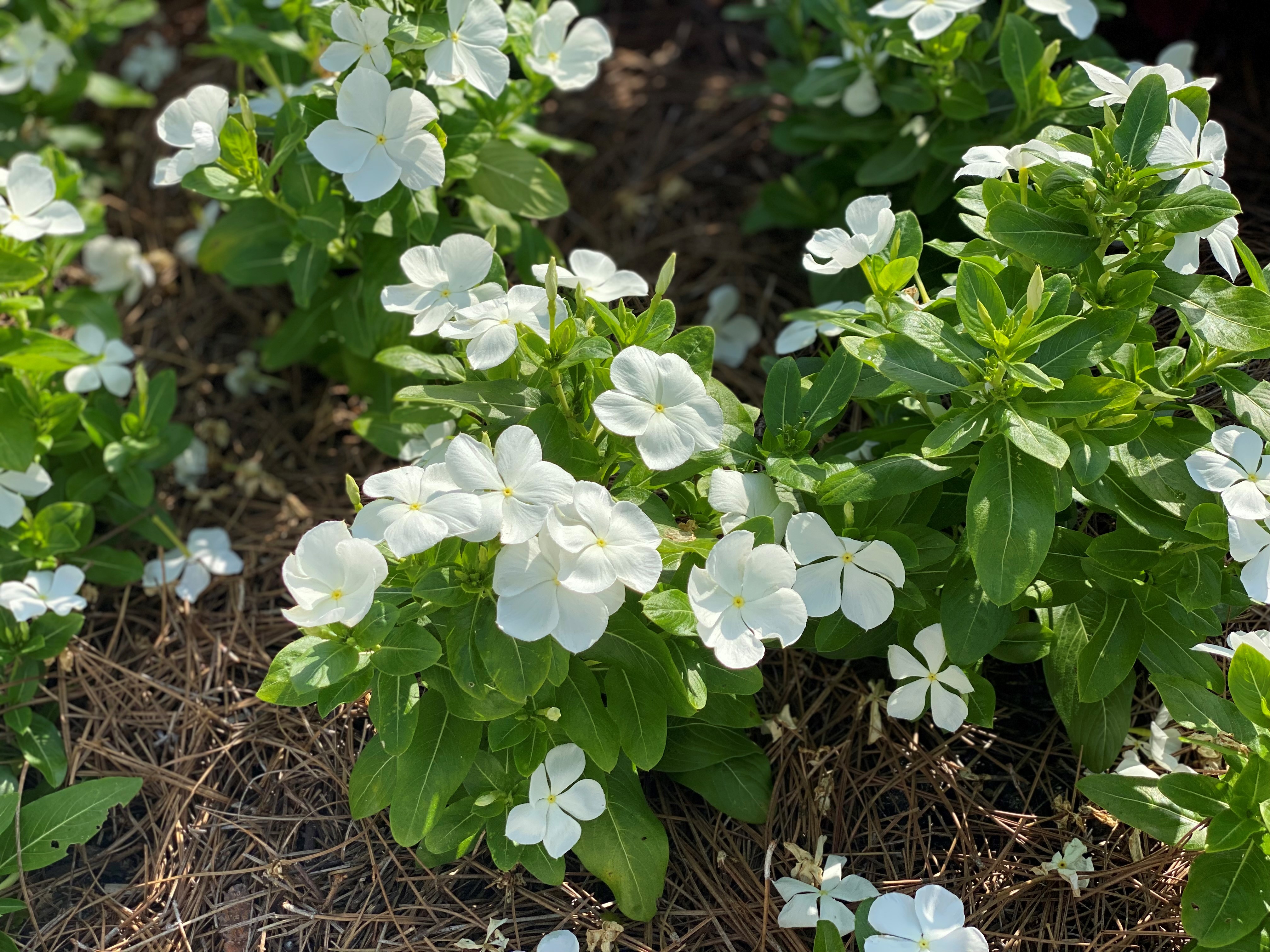 White vinca.
